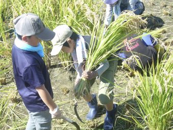 W C 山口　大雨あっても、米２千キロ 　放デイの子どもたちも稲刈り