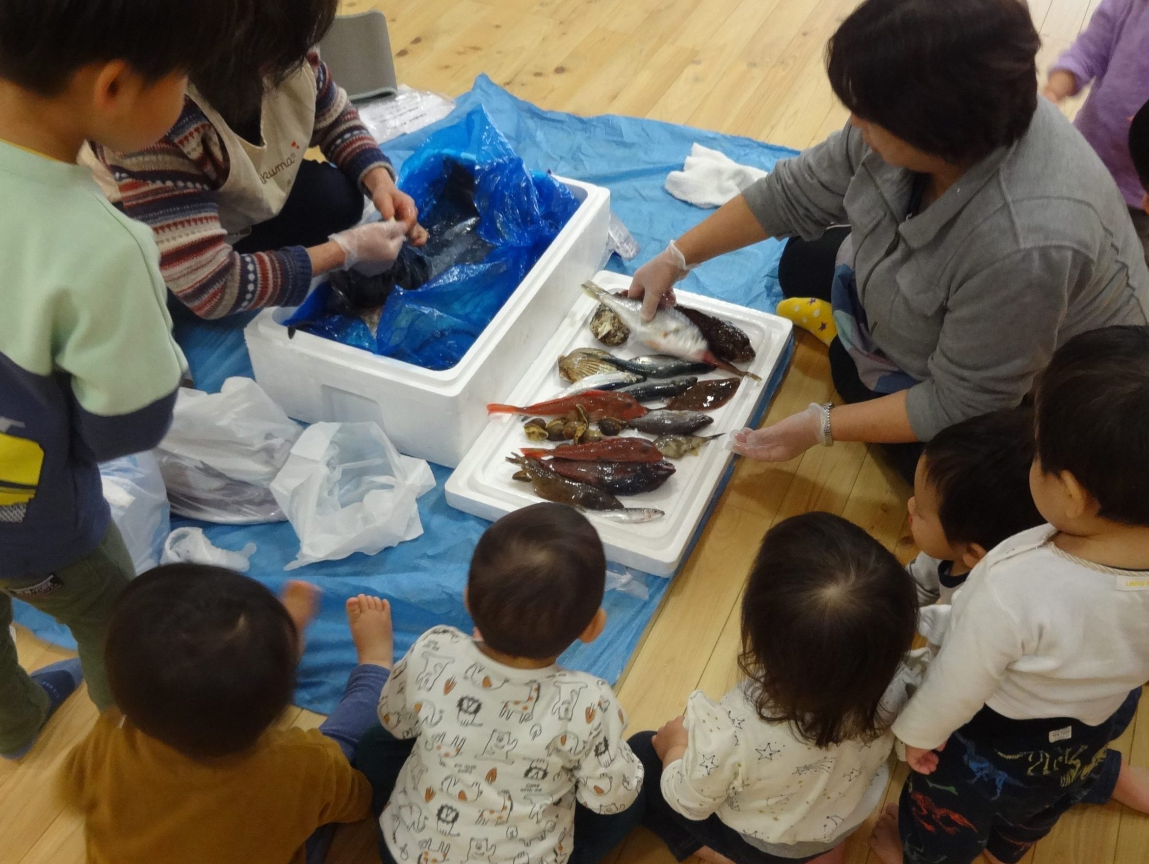 東京・板橋　　こぶし保育園　恐る恐る触る子ら　魚をおろして命を伝える