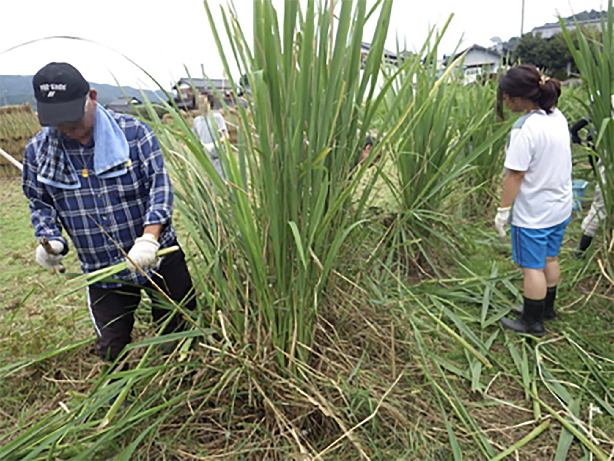 京丹後・黒部の居場所ひまわり　利用者作る黒文字茶、真菰茶　Tango Good Goodsに認定