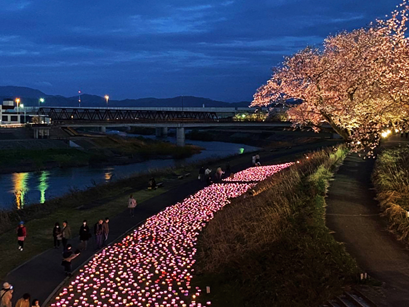 福井　夜の河川敷彩る「紙さくら」　足羽川 桜のあかりプロジェクトで
