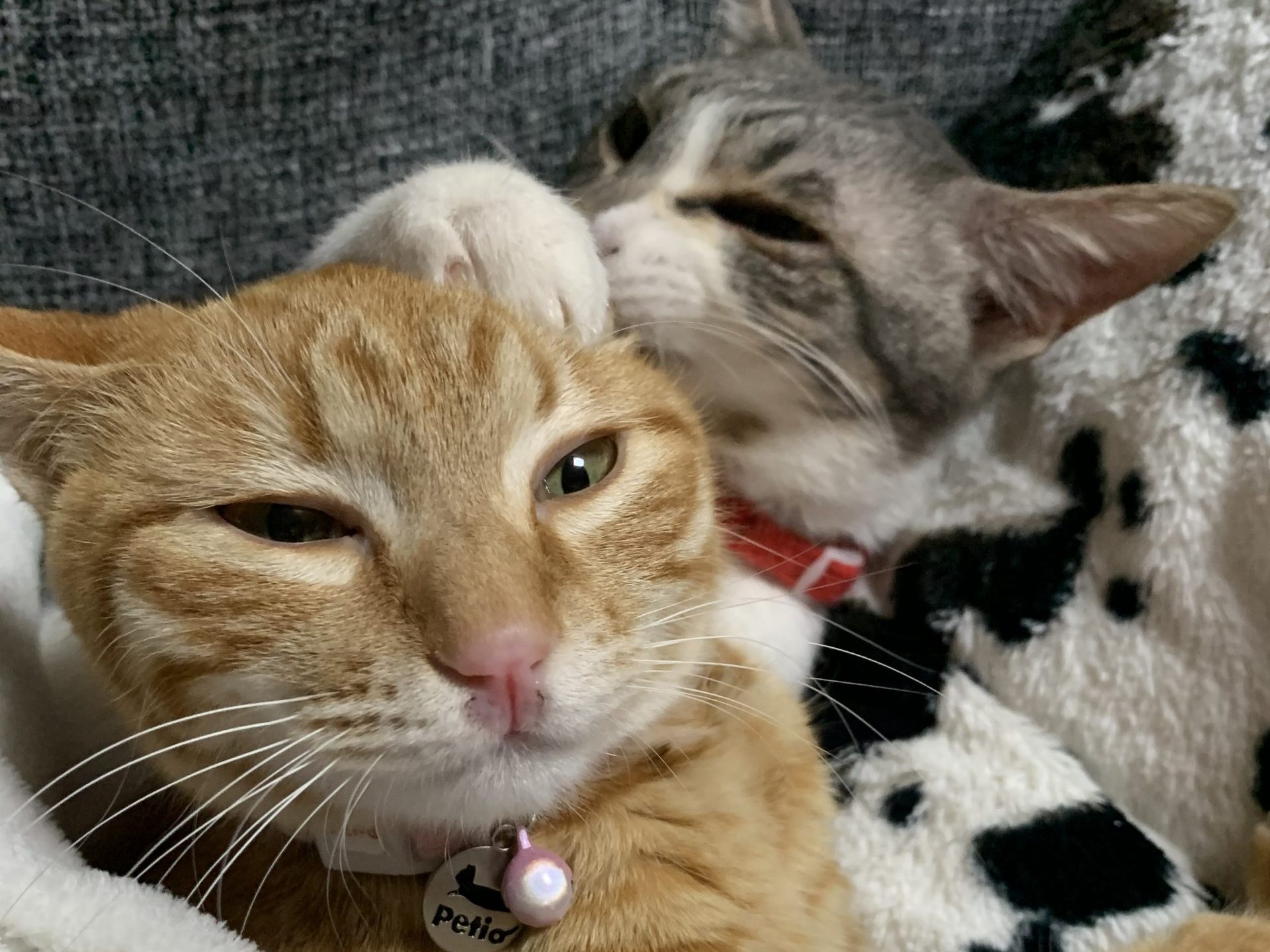 長崎おたくさ　 猫が所長、副所長に？