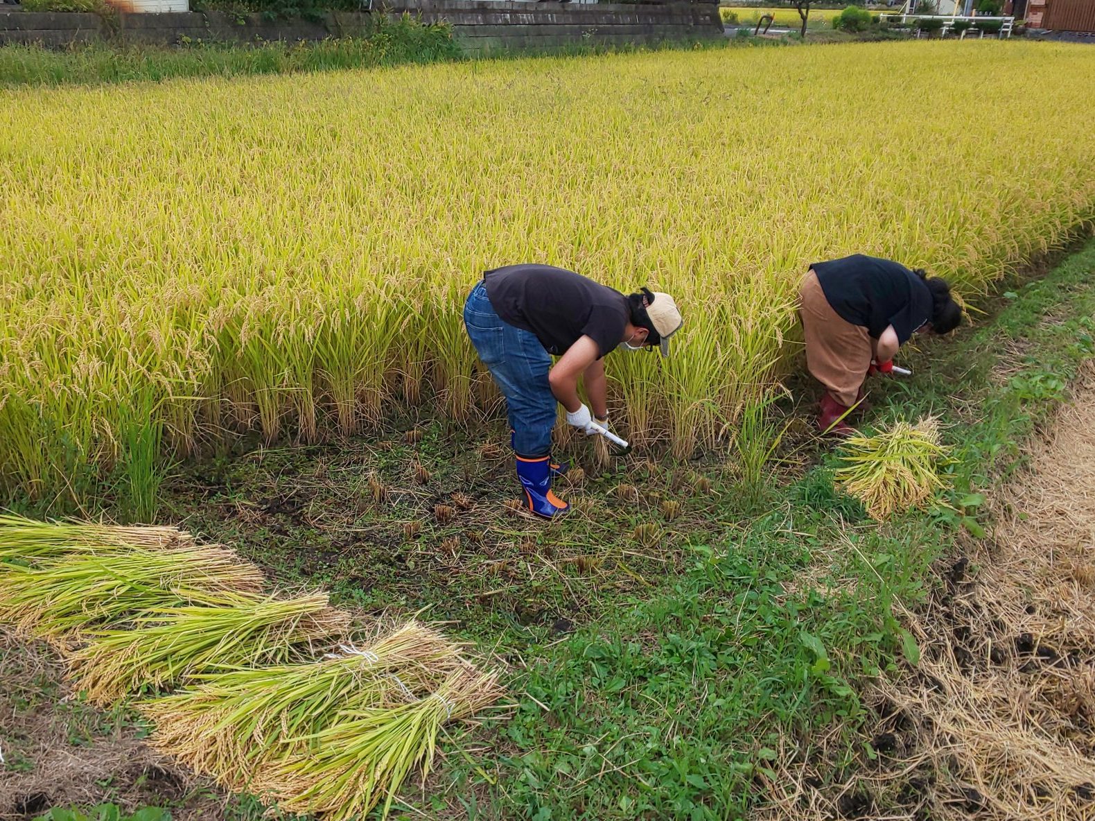 北東北・盛岡広域エリアで初の稲刈り　大人は鎌、子どもはハサミで