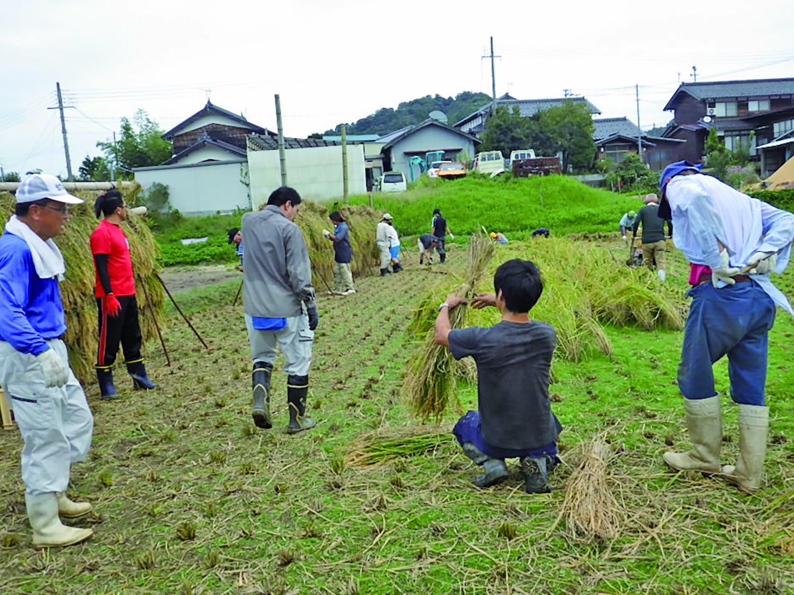 ワーカーズ・但馬地福　黒部の居場所ひまわり　 釜ヶ崎支援機構と稲刈り 今年で5回目 大勢での作業が話題に