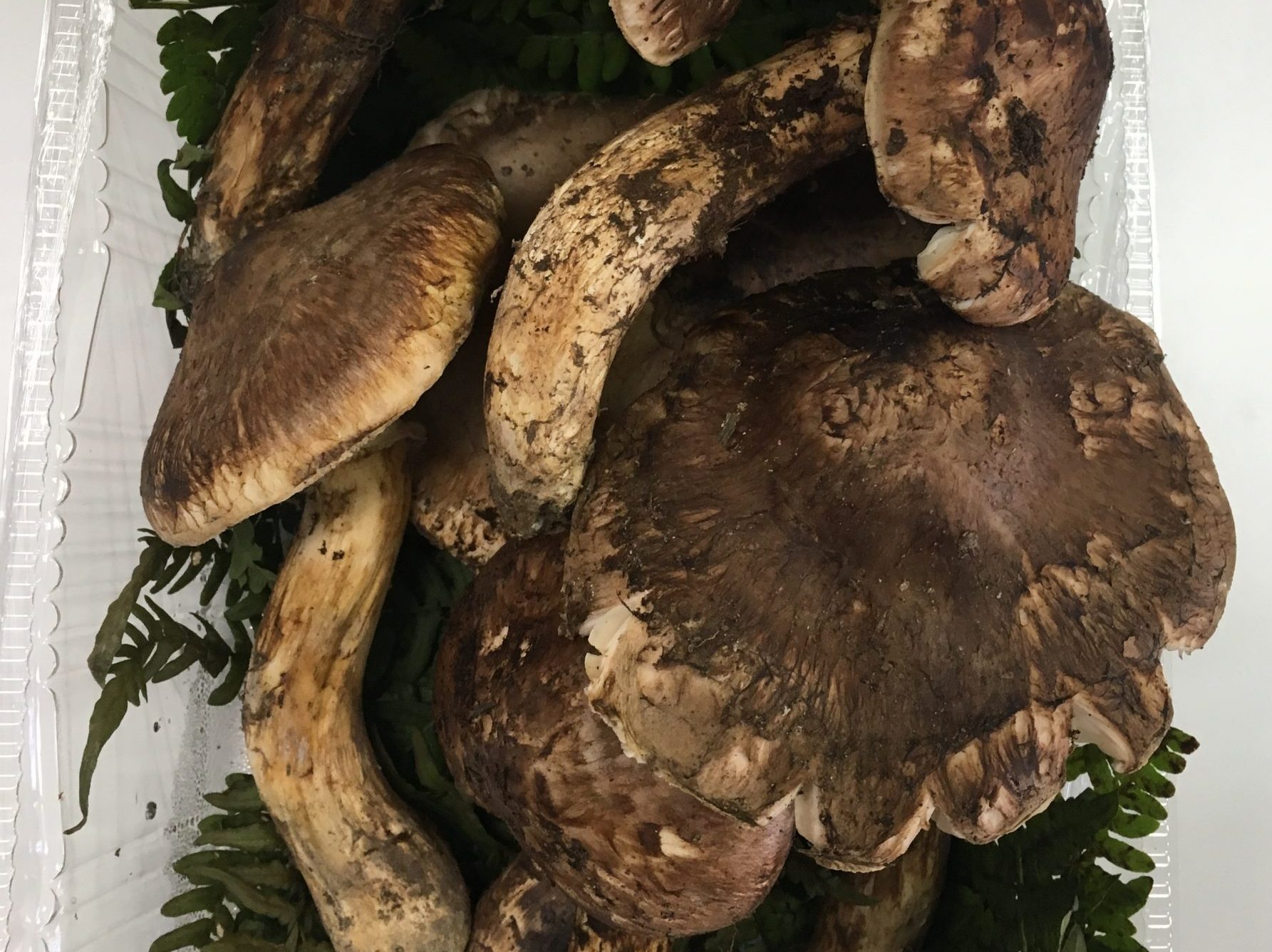 長野・上田　おけまる食堂(仮)　みんな大喜び　 寄付の松茸で炊き込みご飯　