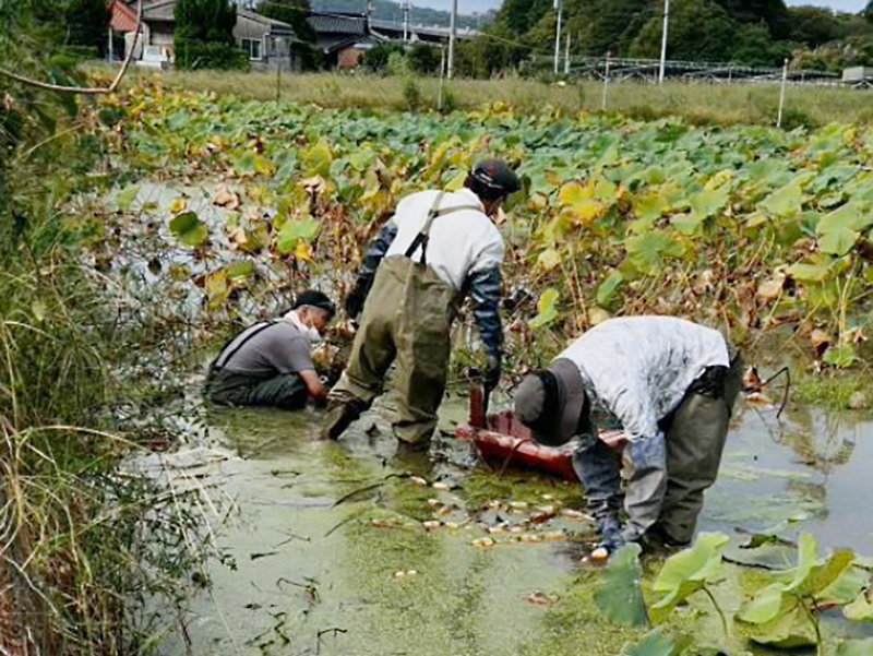 センター事業団山口宇部　蓮根収穫→陳列　就労準備支援の一環