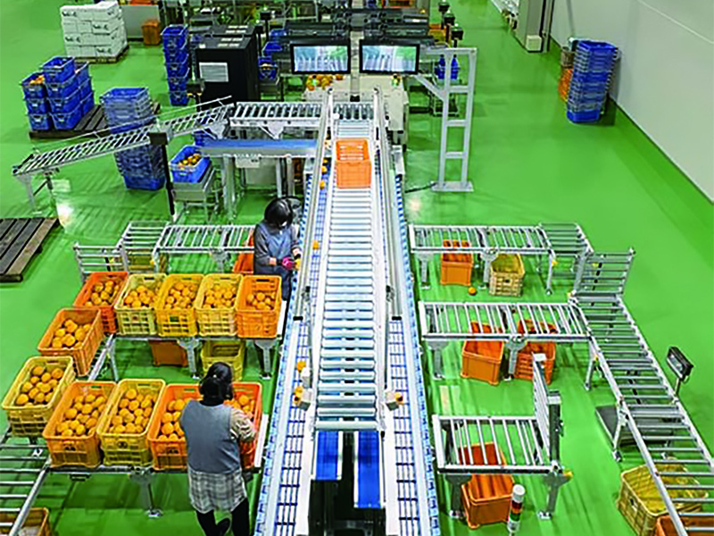 愛媛・西予　地域協同組合無茶々園新出荷場稼働　新しいシステムでも人の手は必要