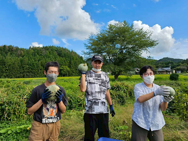 東北社会連帯　実が落ちる、雌花咲かない、葉茂るだけ…　カボチャ「いいたて雪っ娘」栽培苦戦中