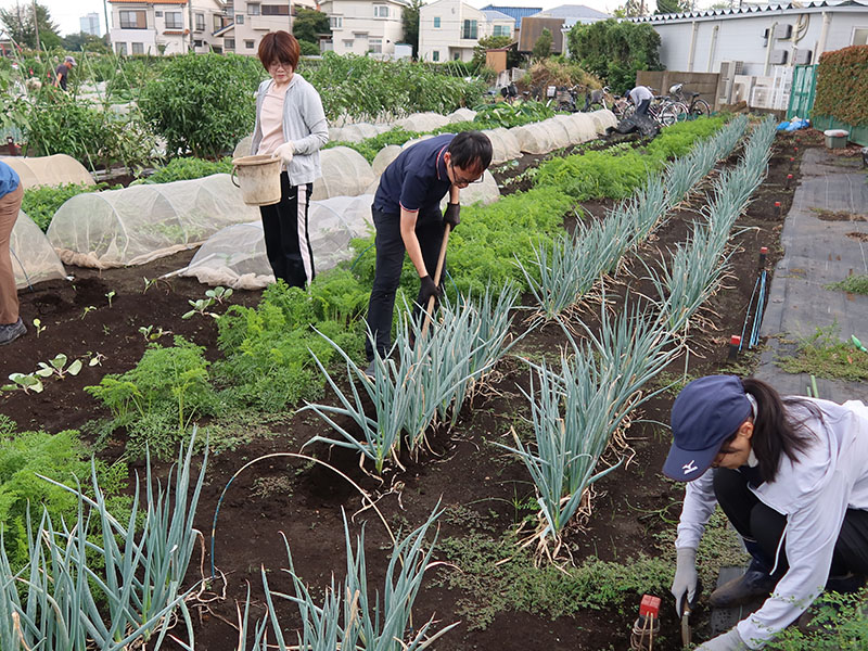 センター東京北部　体験農園”で秋冬野菜の植え付け　急に秋、作業も楽々