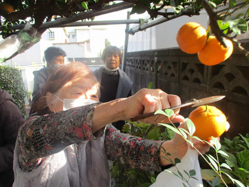 千葉・習志野 ぬくもり　剪定ついでにみかんを狩って食べて
