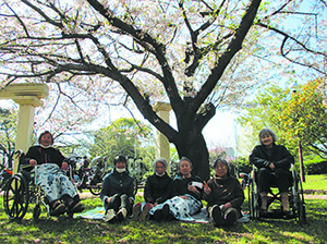 千葉・習志野 ぬくもり　「今日でしょ！」と天気見極め、桜の花見へ 　